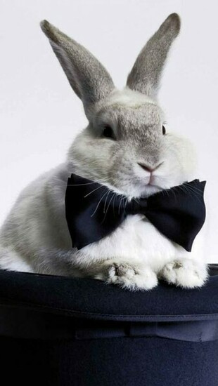 Lovely Easter Bunnies iPhone HD Wallpaper