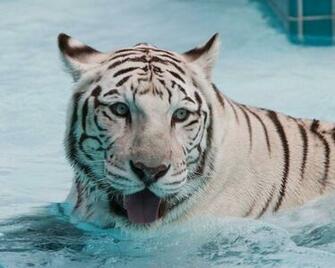 Wild Animal Wallpaper