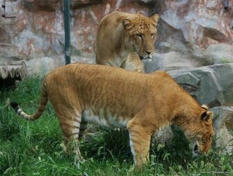 Liger Wallpaper Ligers