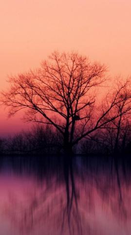 Nature Apple Desktop Background Wallpaper Teahub Io