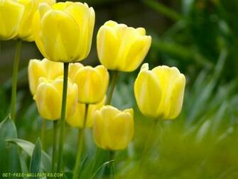 Yellow Tulips Wallpaper