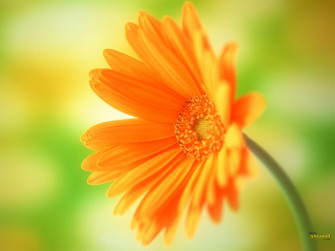 Orange Flowers Wallpaper