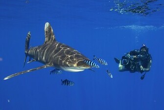 Scuba Diving Diver Ocean Sea Underwater Shark Wallpaper