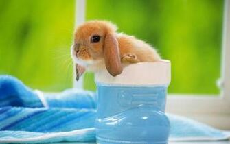 Baby Rabbit