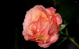 Rose With Water Drops Wallpaper Flower