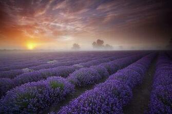Lavender Fields Wilderness Wallpaper Nature Png Jpg