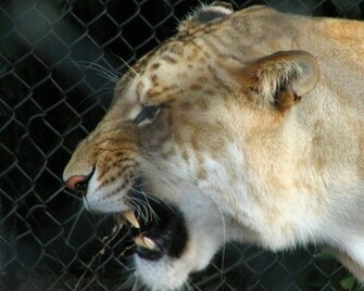 Liger Wallpaper Animals Town