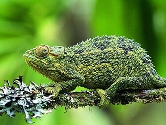Lizard Wallpaper Pictures