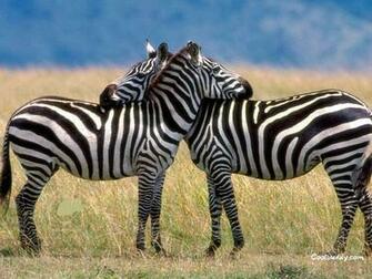 Zebra Wallpaper Art Themescompany