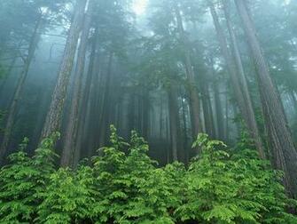 Evergreen Forest Olympic National Park Washington Nature
