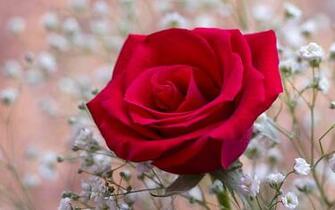 Pin Flor Roja