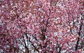 Cherry Blossom