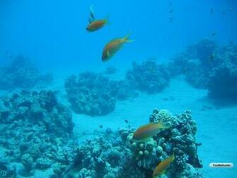 Under The Sea Wallpaper Photo Collection Graphics Arts Amazing