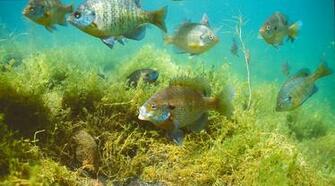 Sunfish Wallpaper Bluegill