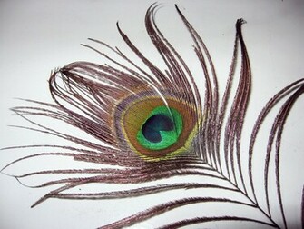 Eye Of A Peacock Feather Computer Wallpaper Desktop Background