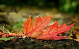 Herfst Wallpaper Met Groot Rood Herfstblad Op De Grond HD