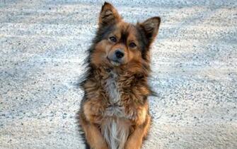 Puppy Furry Waiting Fidelity Stock Photos Image HD