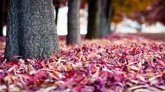 Fall Leaves Wallpaper