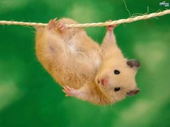 Wallpaper Funny Beautiful Cute Animals