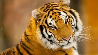 Cute Tiger Image Wallpaper High Resolution