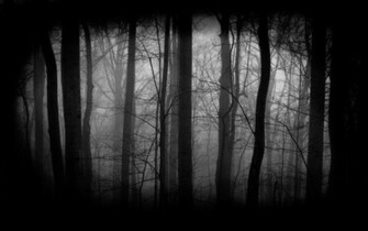 Dark Forest Wallpaper