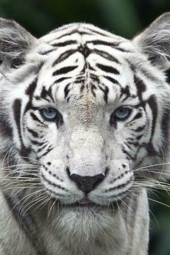 White Tiger iPhone 4s Wallpaper iPad