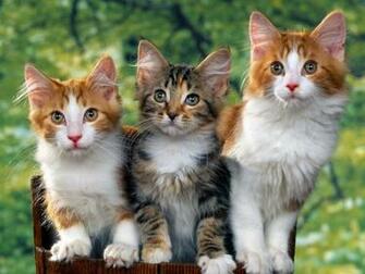 Cute Kittens Image Damn Cats Wallpaper Photos