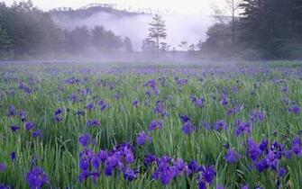 Wild Flower Wallpaper
