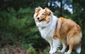 Wallpaper Sheltie Shetland Sheepdog Dog Nature