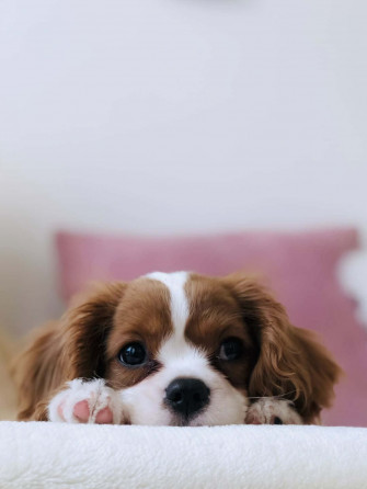 Dog Aesthetic Wallpaper