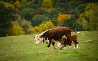 Indian Animals Cow New HD Image Photos