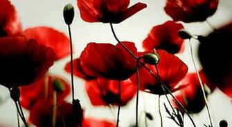 Poppy Computer Wallpaper Desktop Background Id