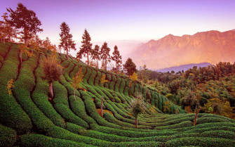Pinglin Tea Garden 236e7kdehiucmuxb Wallpaper