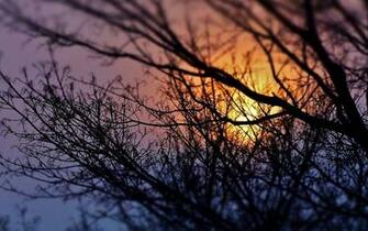 Sunset Silhouette Wallpaper Trees Branches
