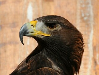 On November By Stephen Comments Off Bird Of Prey Wallpaper