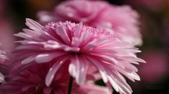 Flower Wallpaper Desktop X