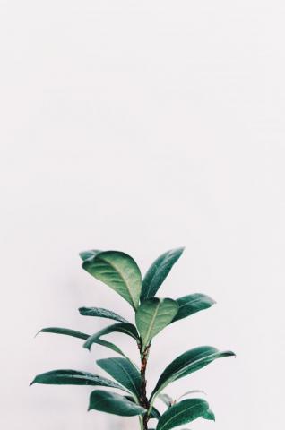 Plants Wallpaper On