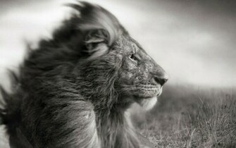 Lions Wallpaper Black And White Desktop