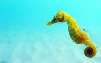 Seahorse Pictures Dwito Wallpaper