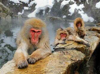 Japanese Macaque Wallpaper X Net
