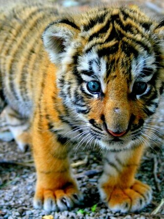 Cute Tiger Cub iPad Wallpaper