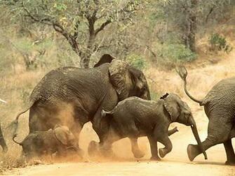 Elephant African Animal Computer Desktop Background Wallpaper
