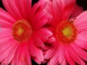 Hot Pink Gerber Daisy Wallpaper Creative Memes