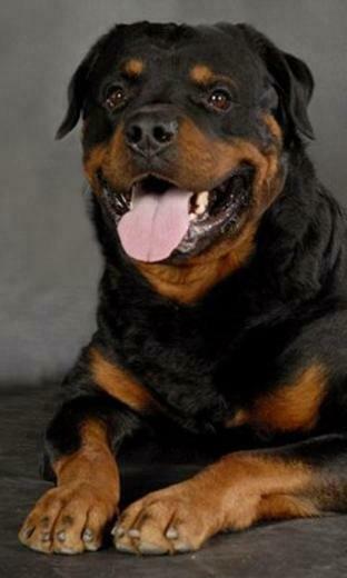 Rottweiler Wallpaper Screenshot
