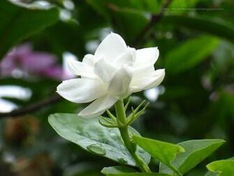 Beautiful Wallpaper For Desktop Jasmine HD