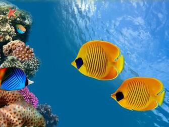 Fish Underwater 4k Ultra HD Wallpaper Net