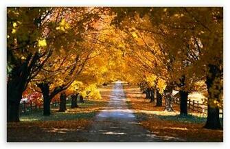 Tree Tunnel Road Autumn HD Wallpaper For Standard Fullscreen
