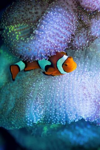 Marine Fish Pictures Image