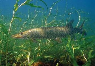 Musky Pictures Wallpaper 1fa6csz Jpg Picserio