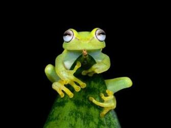 Cute Frog Wallpaper